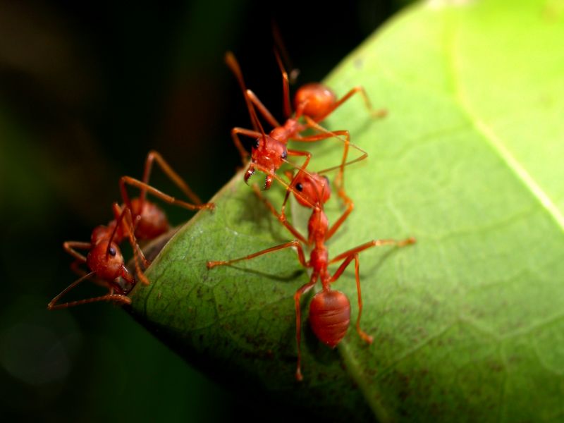 Ants Extermination Service in Arlington, TX