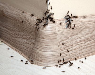 Ants Extermination Service in Denton, TX