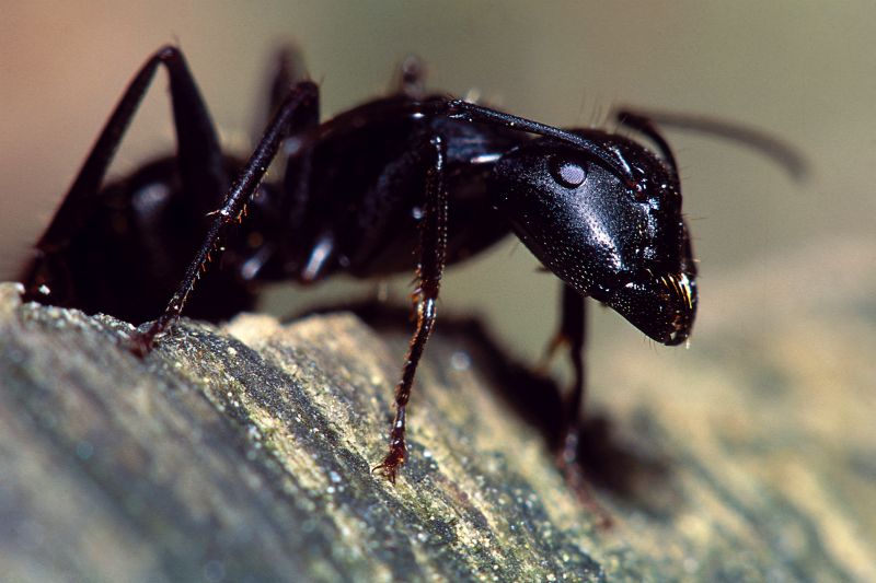Black Ant Extermination in Denton, TX