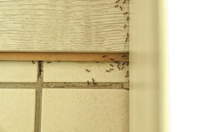 Black Ant Extermination in Frisco, TX