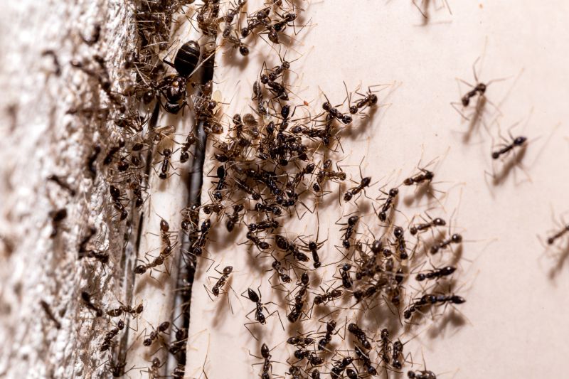 Black Ant Extermination in Mckinney, TX