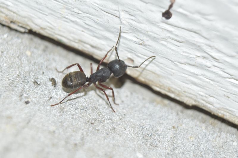 Black Ant Extermination in New Braunfels, TX