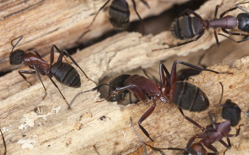 Black Ant Extermination in Katy, TX