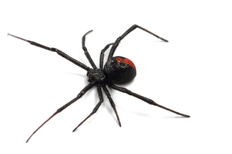 Black Widow Extermination in Frisco, TX