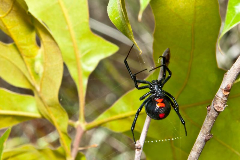 Black Widow Extermination in Katy, TX