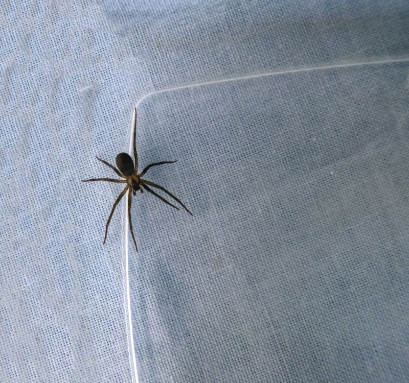 Brown Recluse Extermination in New Braunfels, TX