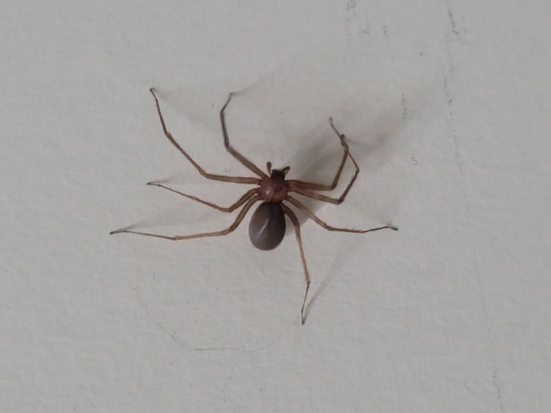Brown Recluse Extermination in Mckinney, TX