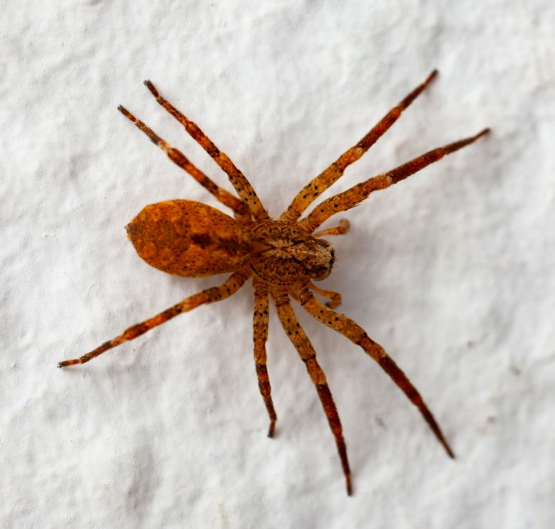 Brown Recluse Extermination in Denton, TX