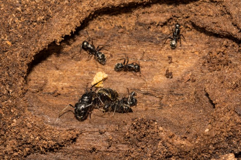 Carpenter Ant Extermination in New Braunfels, TX