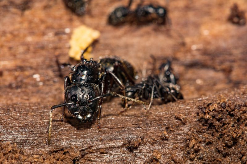 Carpenter Ant Extermination in Fort Worth, TX