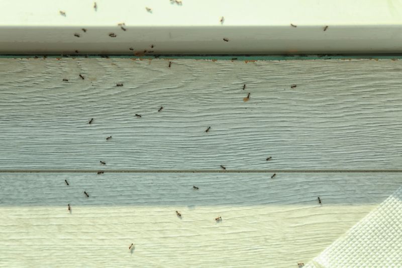 Carpenter Ant Extermination in Fort Worth, TX
