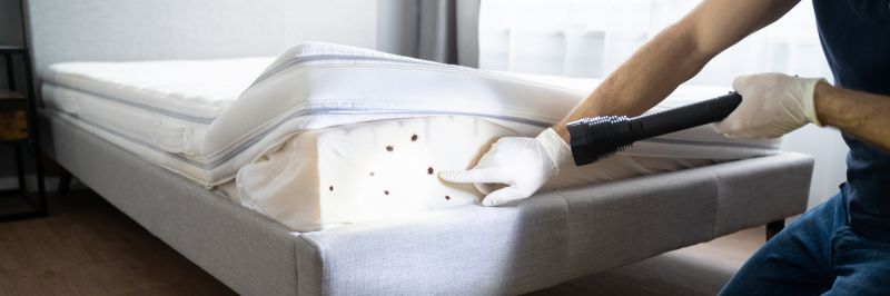 Carpet Beetle Extermination in Frisco, TX