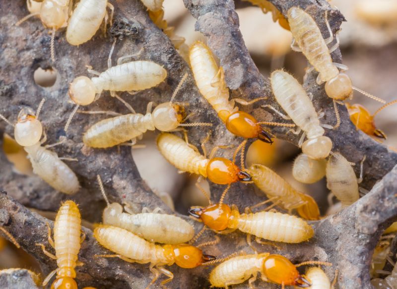 Commercial Termite Removal in Katy, TX