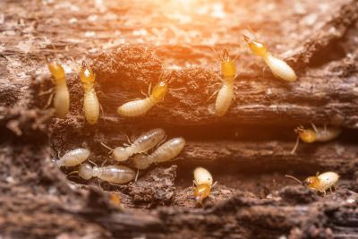 Commercial Termite Treatment in Frisco, TX