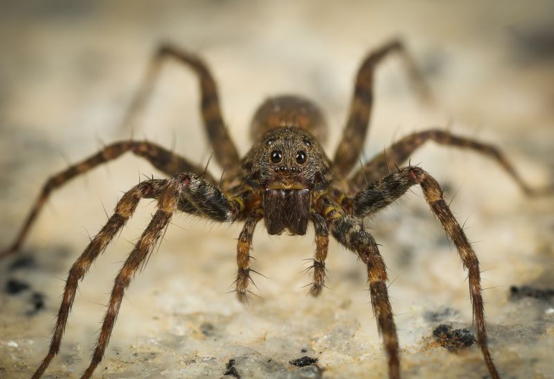 Common Spiders Extermination in Denton, TX