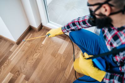 Common Spiders Extermination in Rockwall, TX