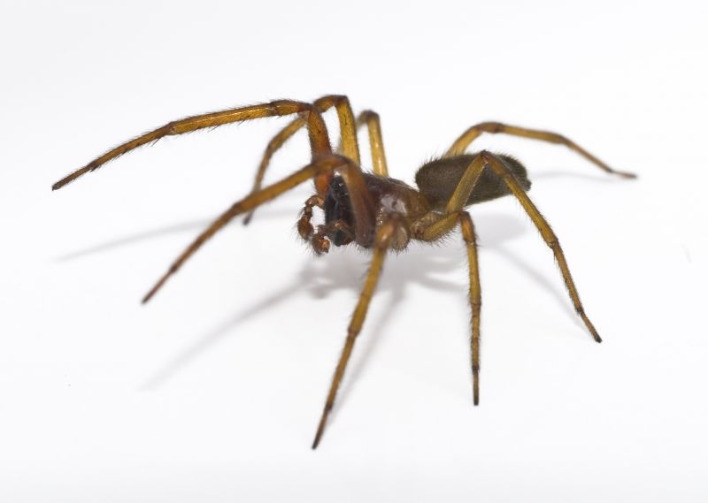 Common Spiders Extermination in Rockwall, TX