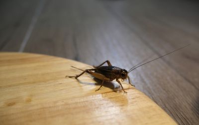 Cricket Control Service in Mckinney, TX