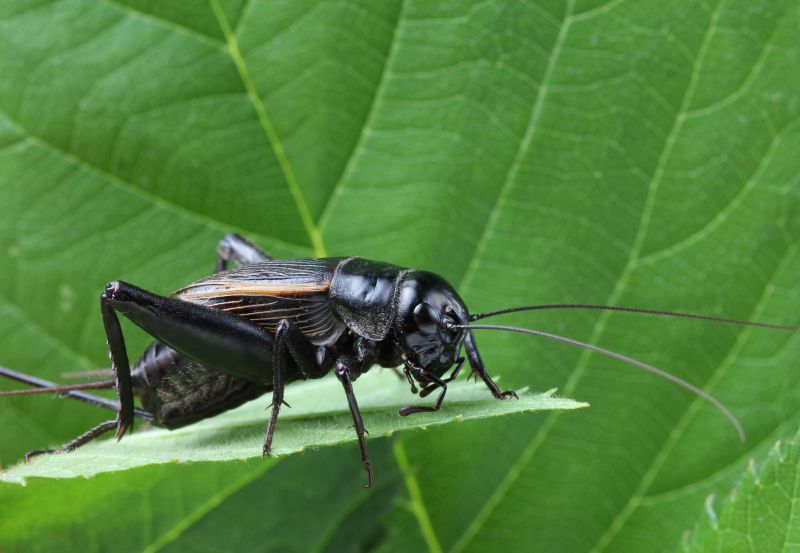 Cricket Control Service in Mckinney, TX
