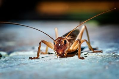 Cricket Control Service in Fort Worth, TX