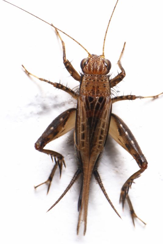 Cricket Prevention in Frisco, TX