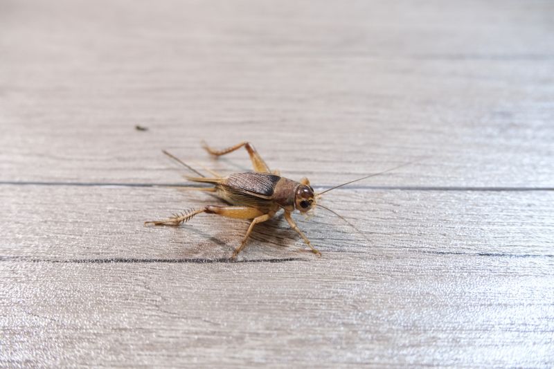 Cricket Prevention in Katy, TX