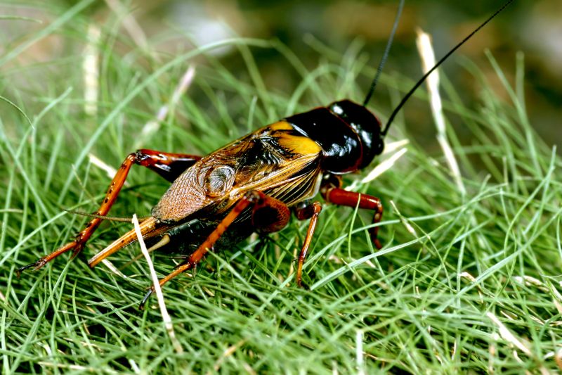 Cricket Prevention in Katy, TX