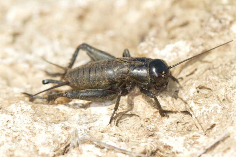 Cricket Prevention in Katy, TX