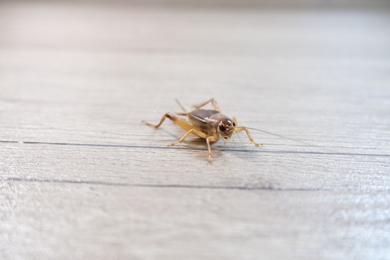 Cricket Prevention in New Braunfels, TX