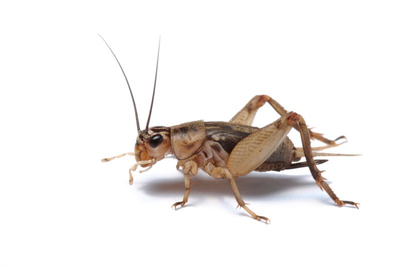 Cricket Prevention in Mckinney, TX