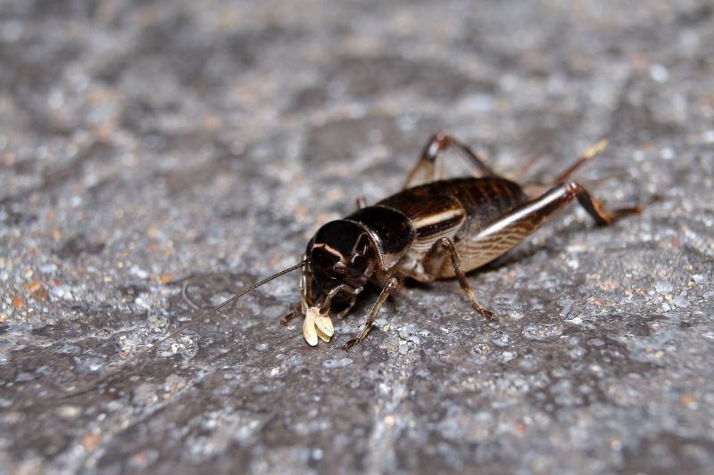 Cricket Removal Service in Mckinney, TX