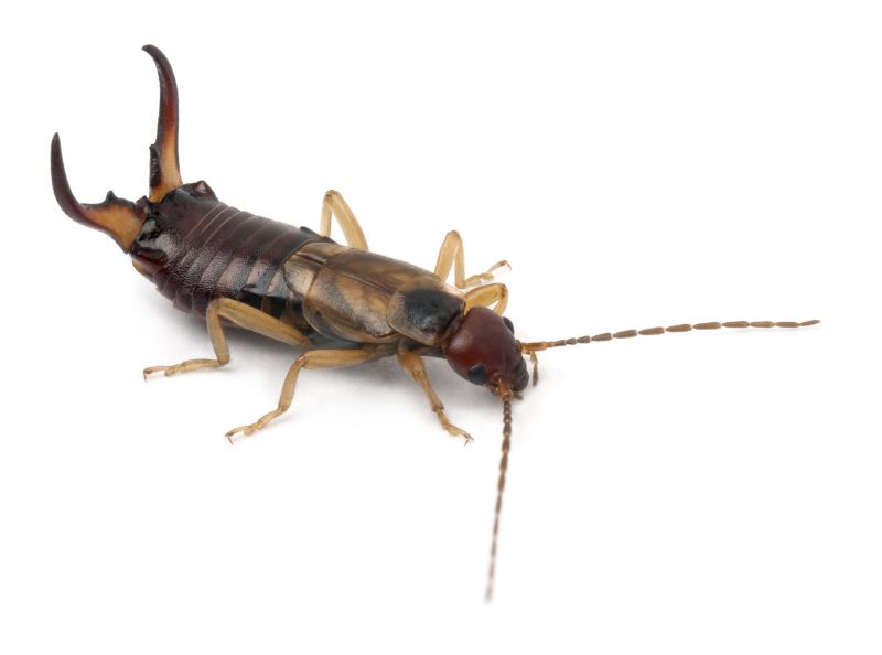 Earwig Extermination in Katy, TX