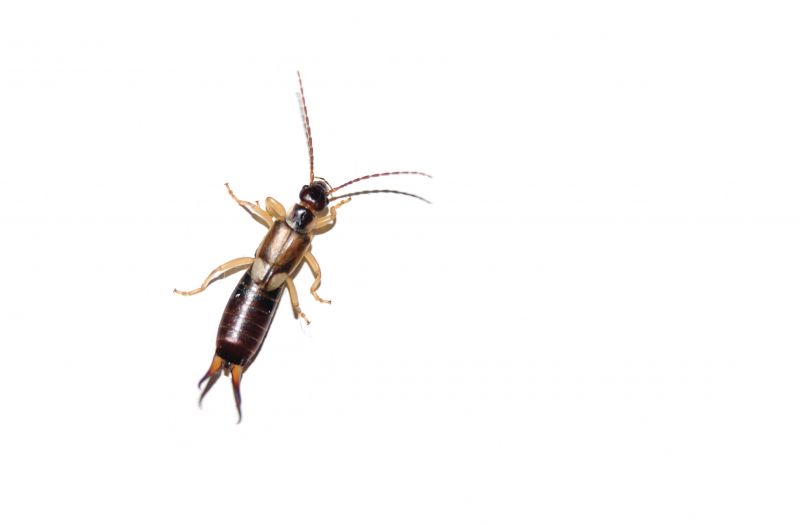 Earwig Extermination in Arlington, TX