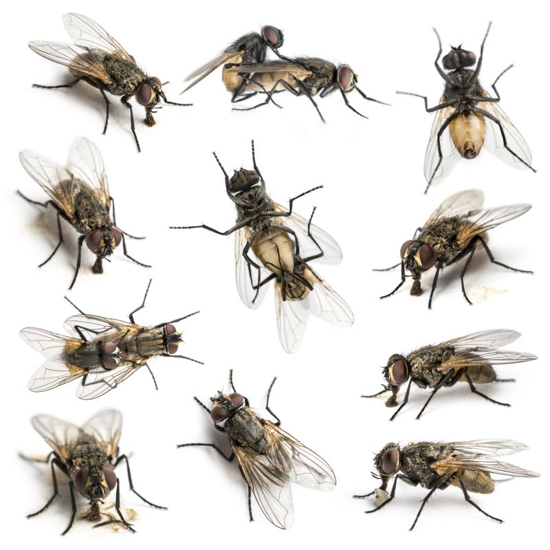 Fly Control Service in Arlington, TX