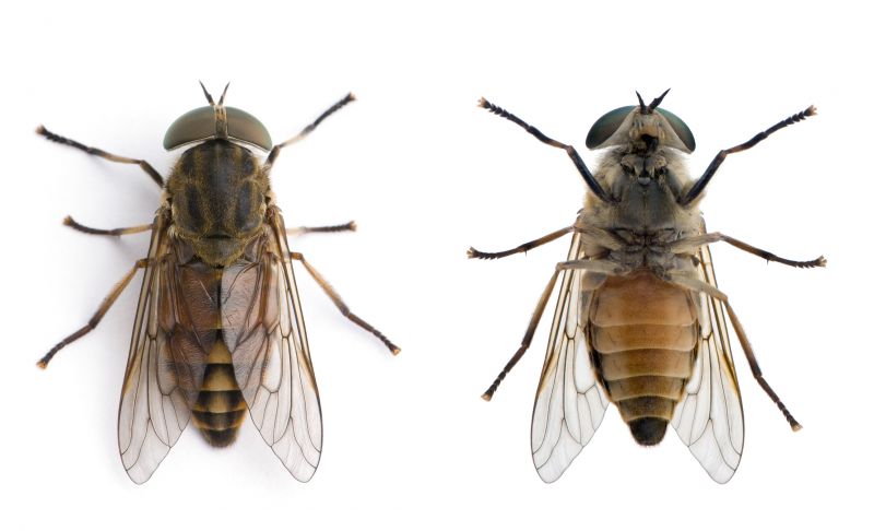 Fly Control Service in Frisco, TX