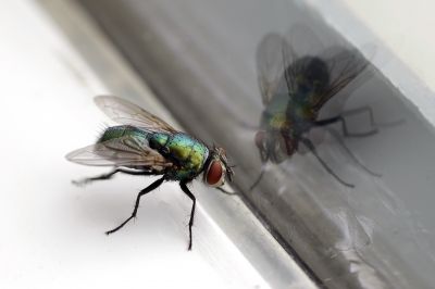 Fly Extermination in Katy, TX