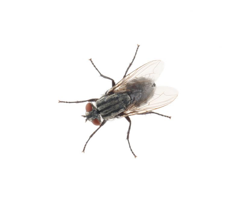 Fly Extermination in Katy, TX
