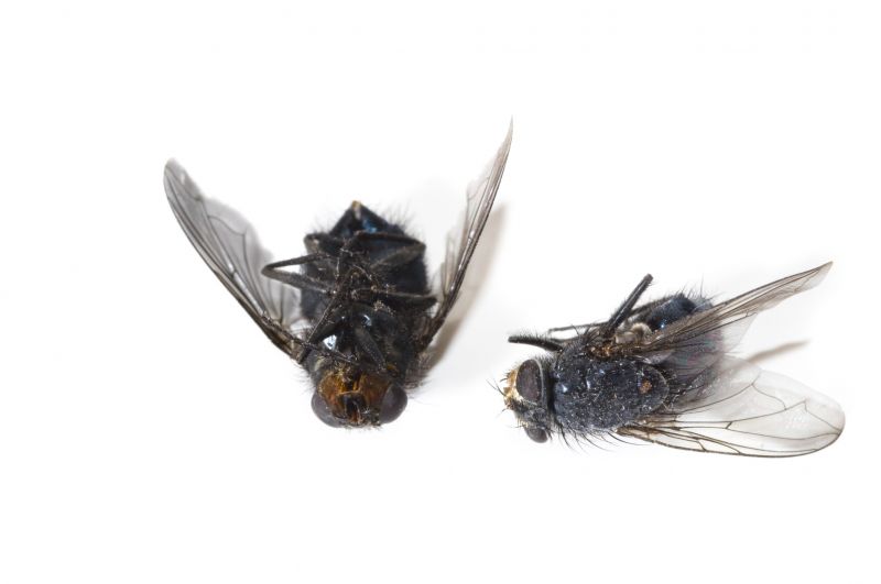 Fly Infestation Extermination in Denton, TX