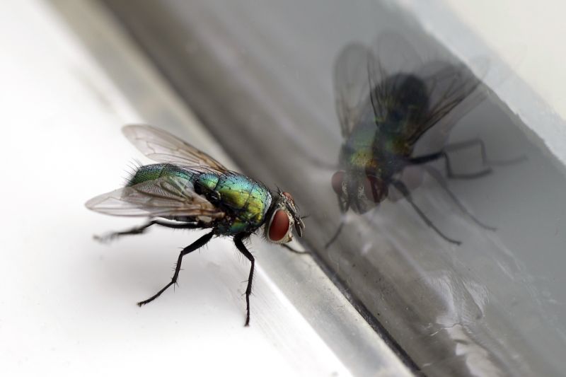 Fly Infestation Extermination in Fort Worth, TX
