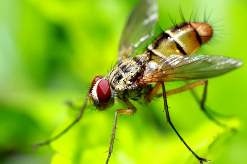 Fly Infestation Extermination in Katy, TX
