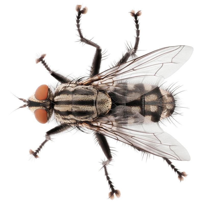 Fly Pest Control in Rockwall, TX
