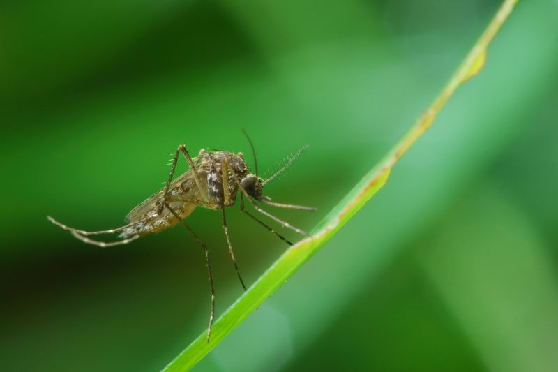 Fly Pest Control in Frisco, TX