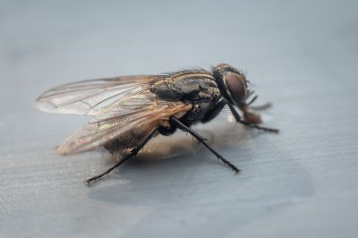 Fly Pest Control in Mckinney, TX