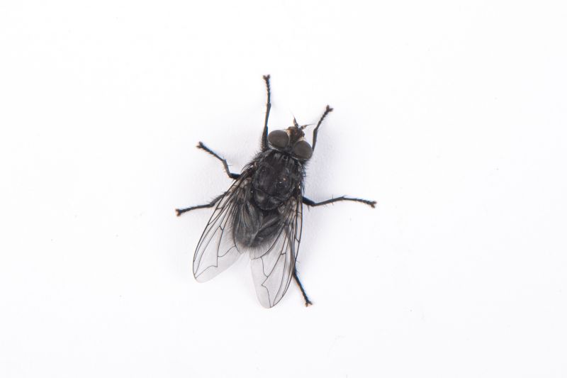 Fruit Fly Extermination in New Braunfels, TX