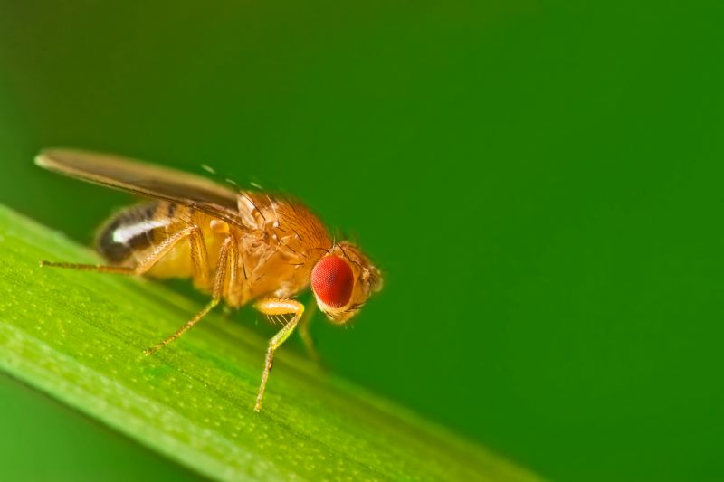Fruit Fly Extermination in Mckinney, TX
