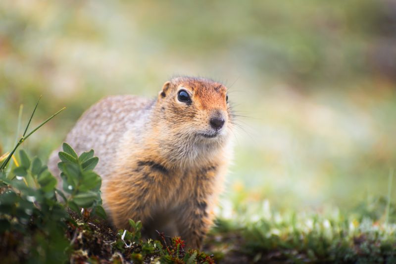 Gopher Extermination Service detail