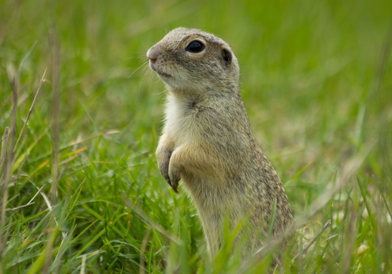 Health And Safety Risks Associated With Gopher Infestations