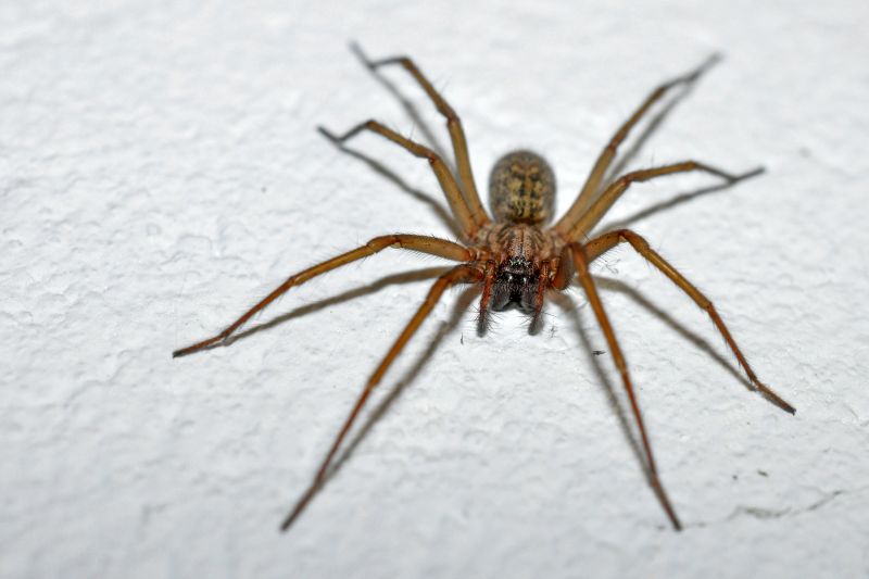 Hobo Spider Extermination in Katy, TX