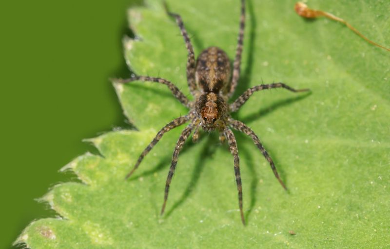 Hobo Spider Extermination in New Braunfels, TX