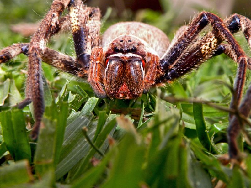 Huntsman Spider Extermination in Rockwall, TX